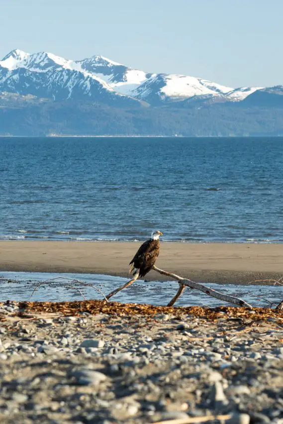 Bald eagle on the beach in Homer