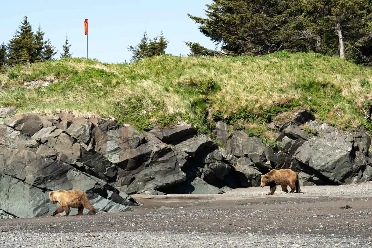 Male grizzly pursuing a female down the beach