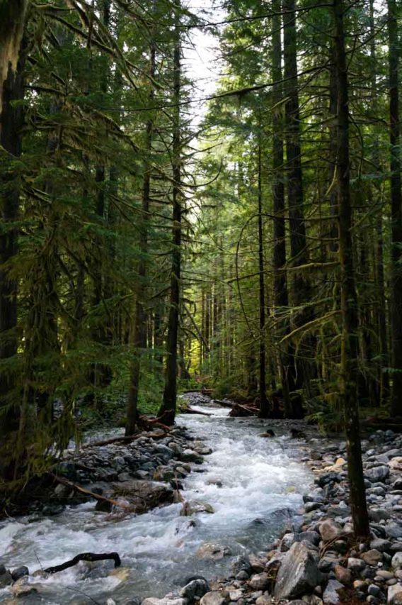 A snowmelt stream cascading through a break in an evergreen forest