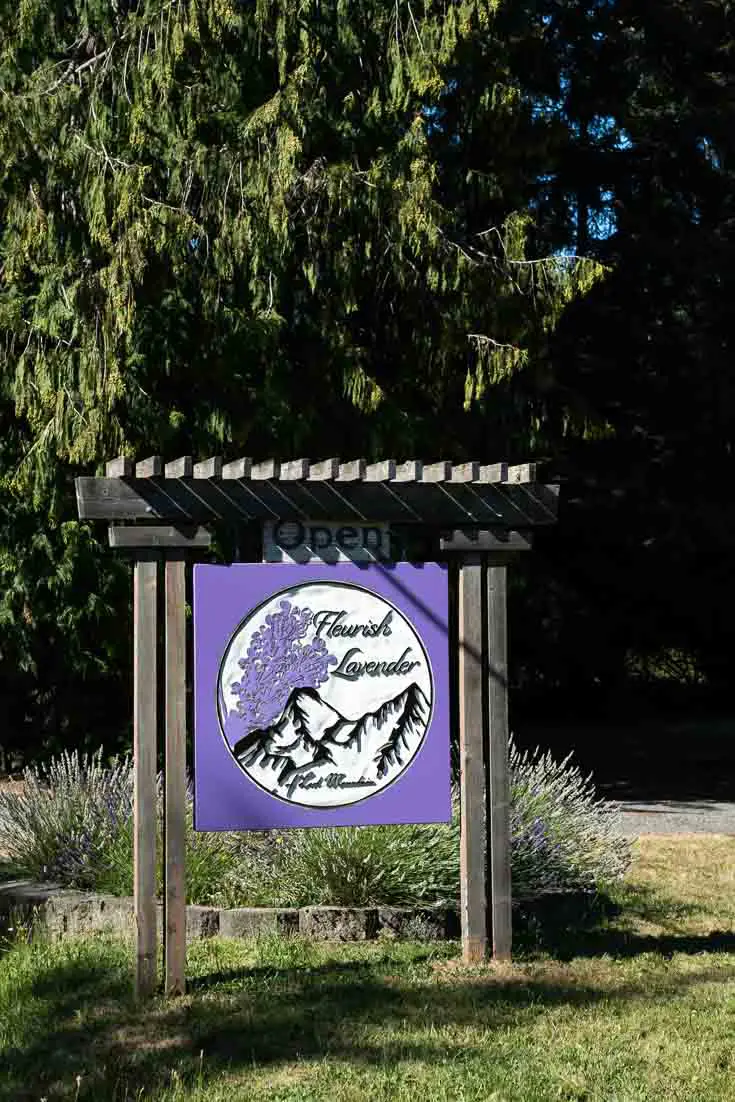 Purple sign reading "Fleurish Lavender of Lost Mountainæ