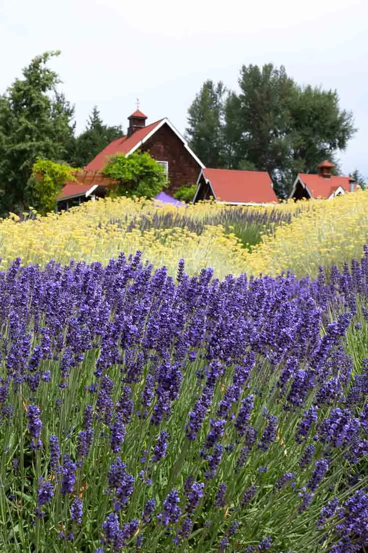 Lavender growing in field with red-roofed building behind