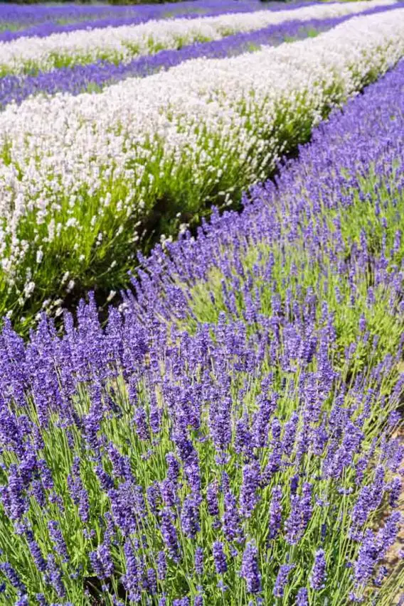 Alternating rows of purple and white lavender