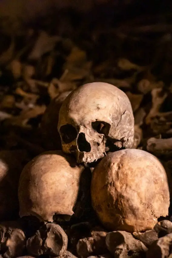A pile of three skull bones