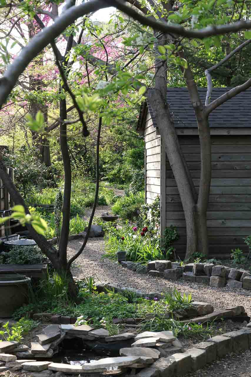Gravel trail through garden with wooden potting shed and tulips in bloom