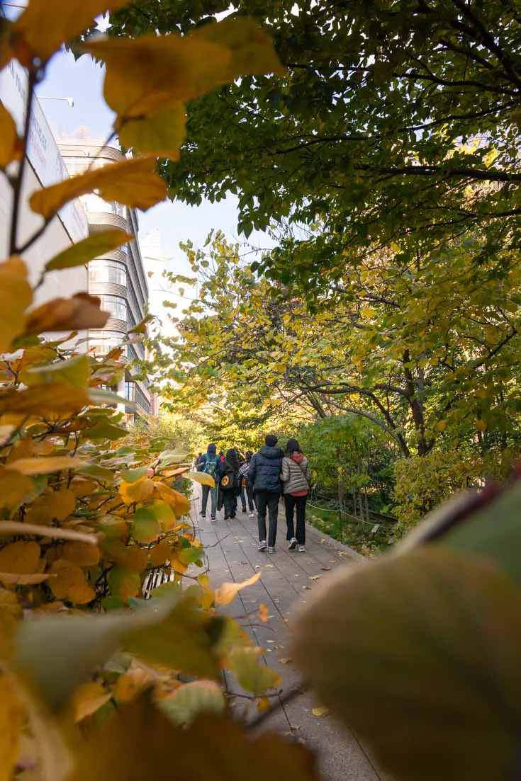People walking along paved path surrounded by yellow, autumn foliage