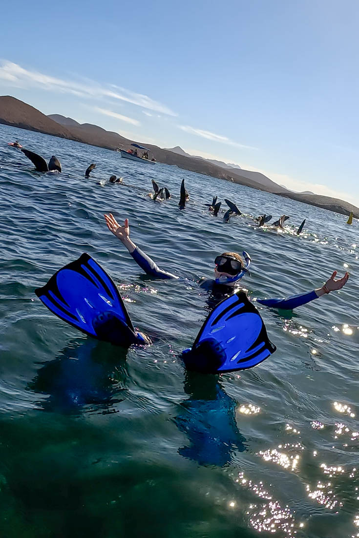Snorkeller mimicing sealions that are thermoregulating with their fins out of the water Snorkeller swiming on their back with raised flippers and hands, while in the foreground sealions raise their flippers out of the water
