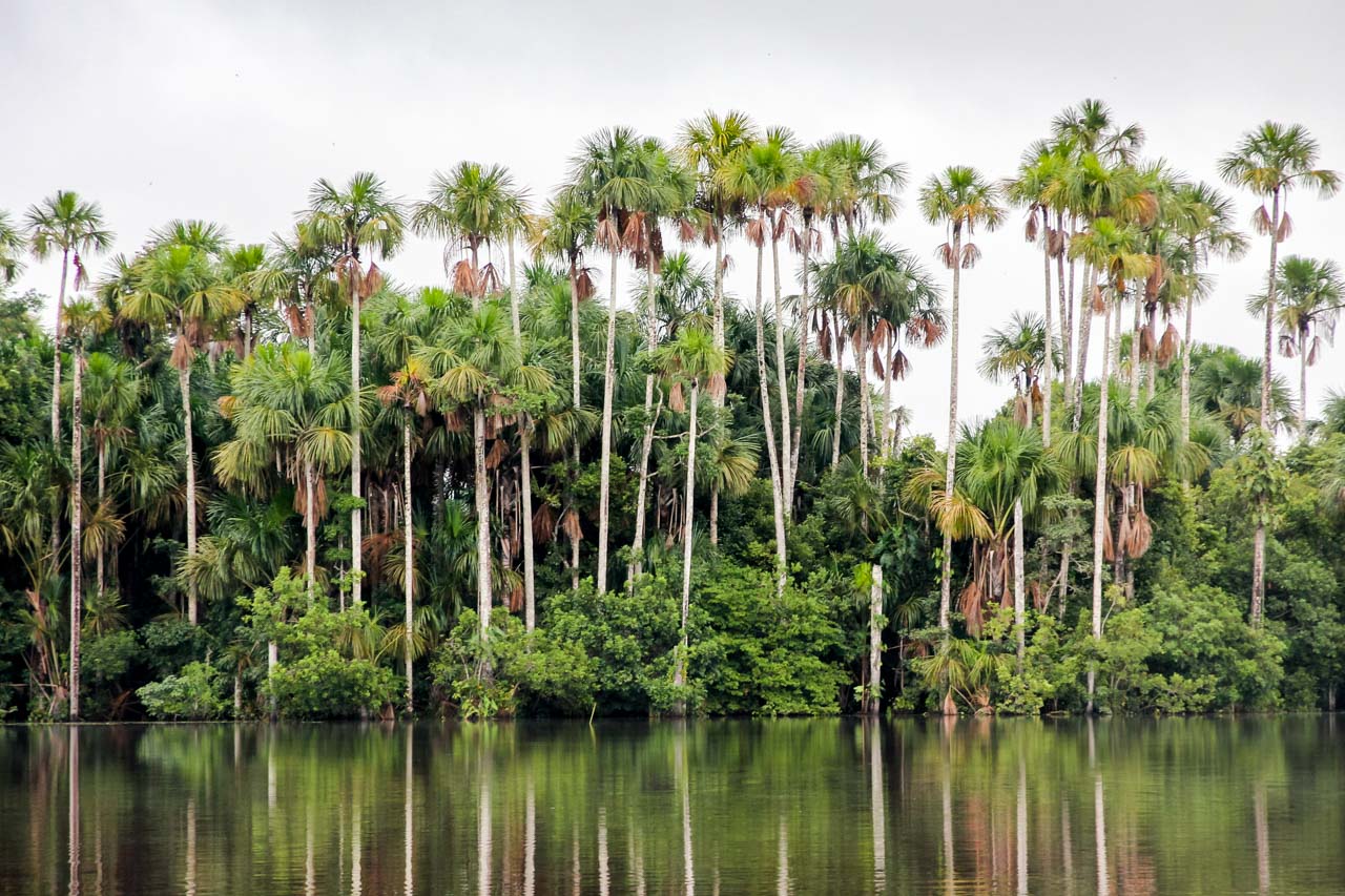 Tall palm trees reflecting in a lake