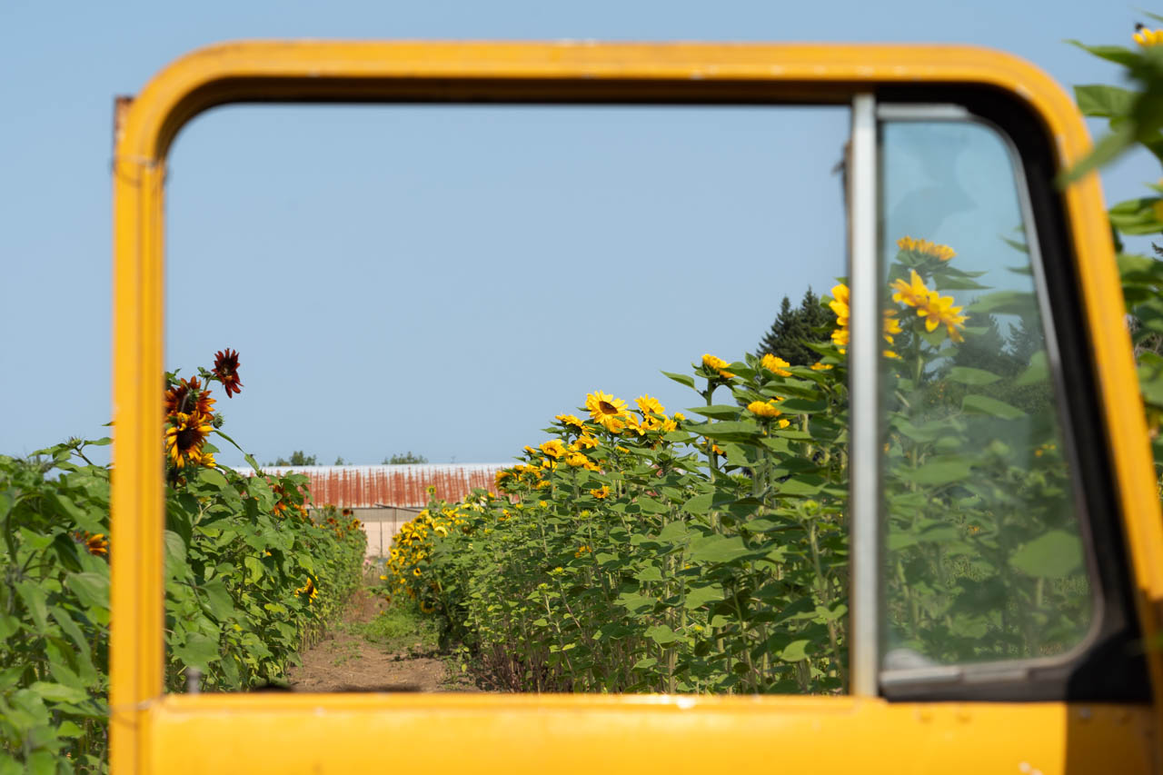 Sunflower farm framed in yellow car window