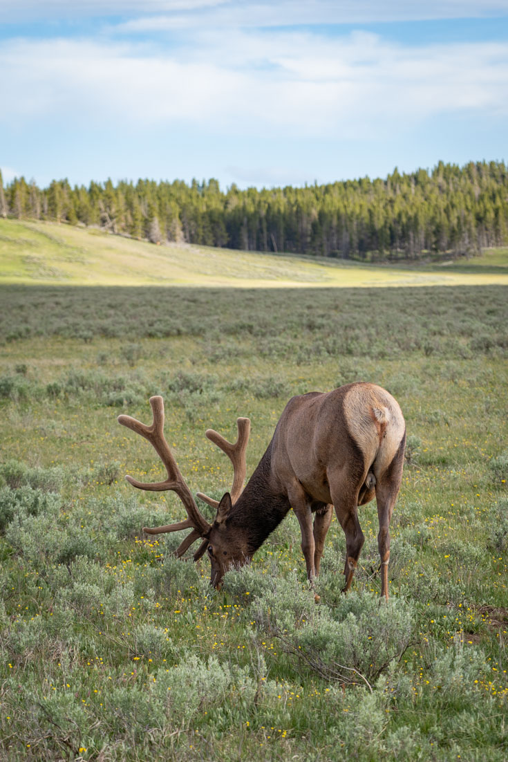 Elk grazing in open meadow with forest in distance