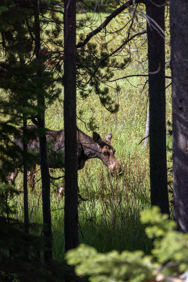 Moose grazing on grass, viewed between tree trunks