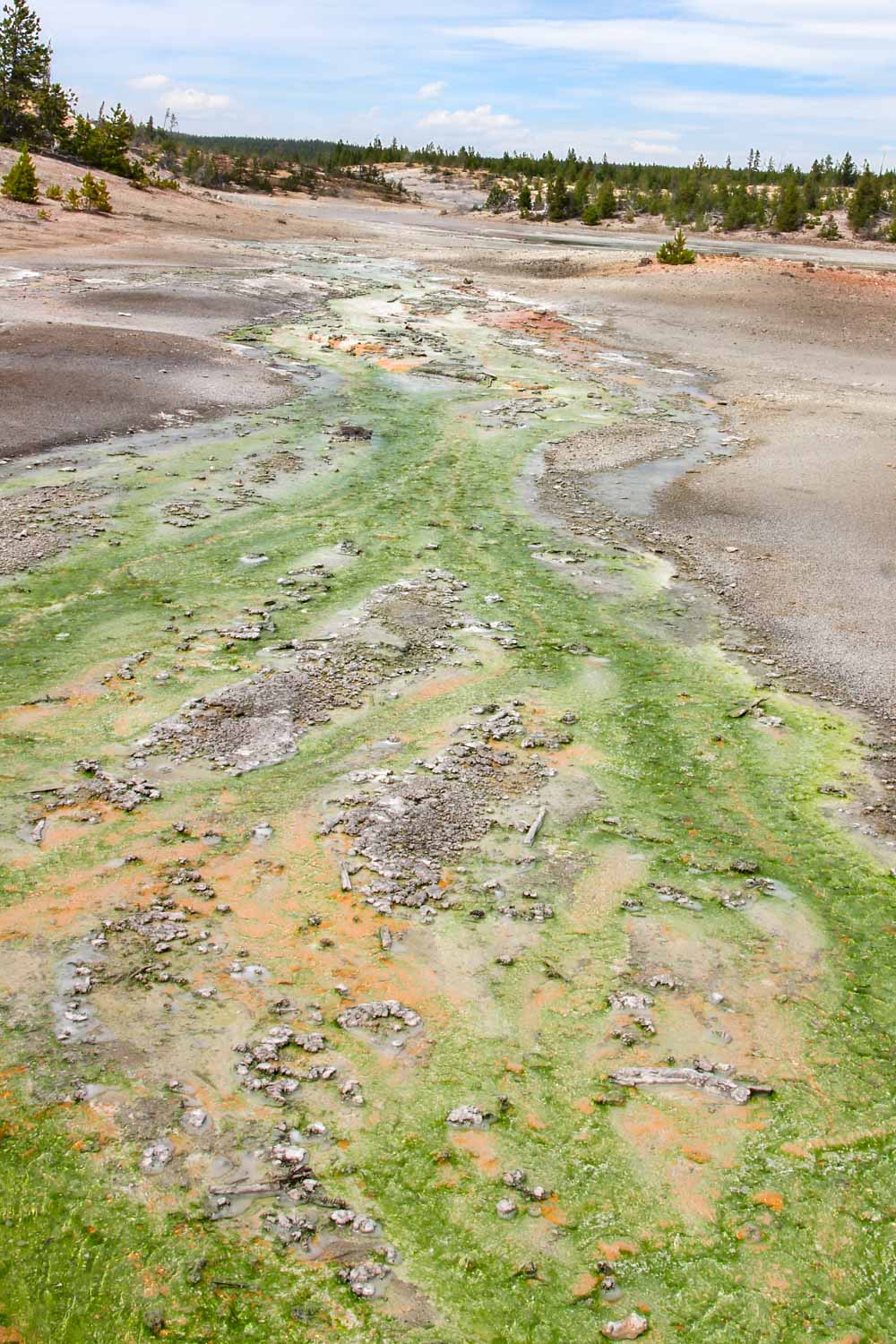 Norris Geyser Basin microbial mat of bright green