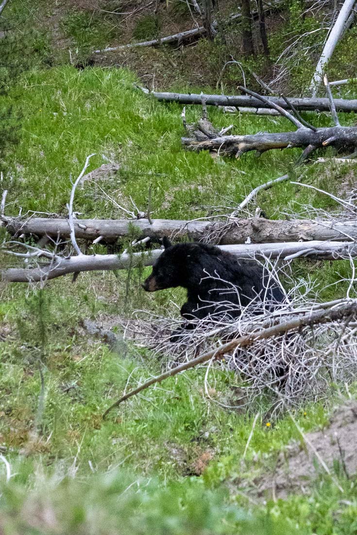 Black bear seated among fallen trees in ravine