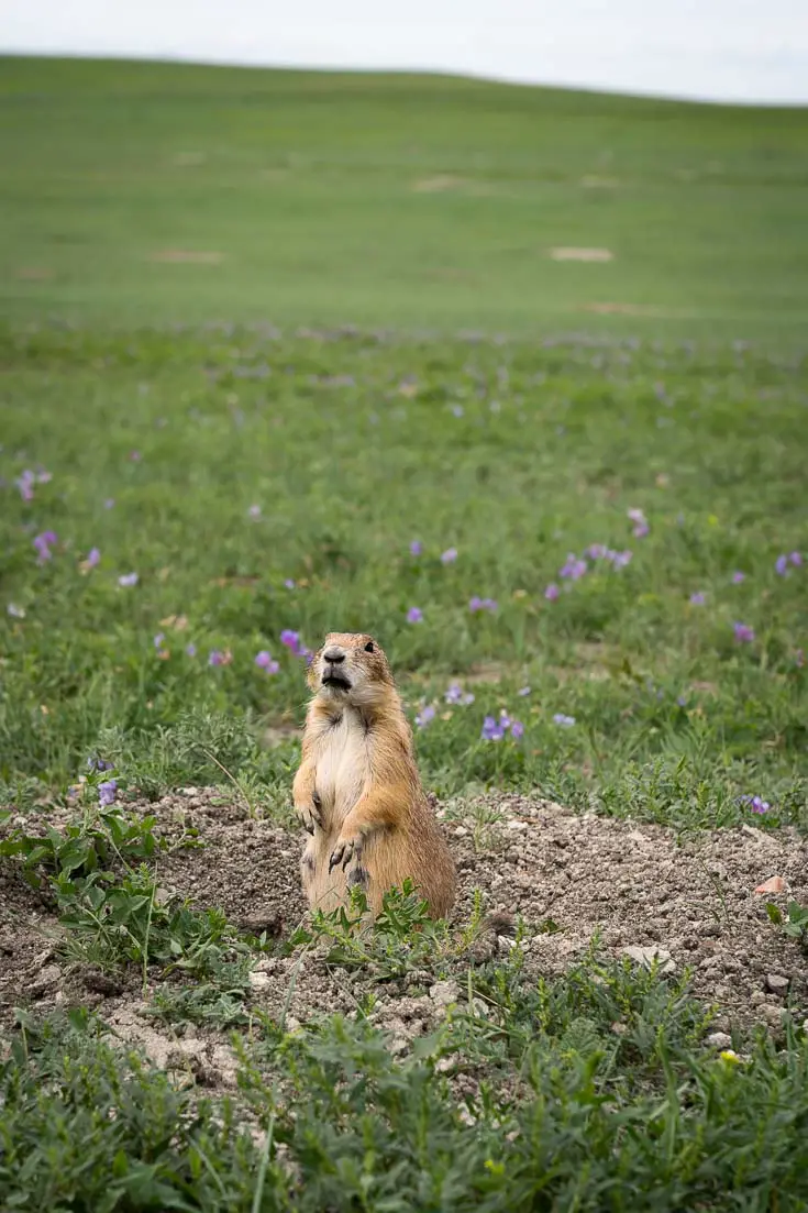 Prairie dog standing on hind legs on prairie