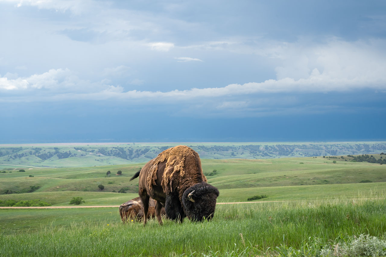 Bison grazing on prairie with stormy sky in background