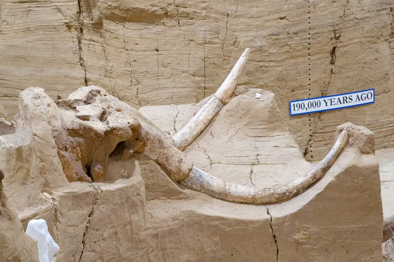 Paleontological dig revealing mammoth tusks