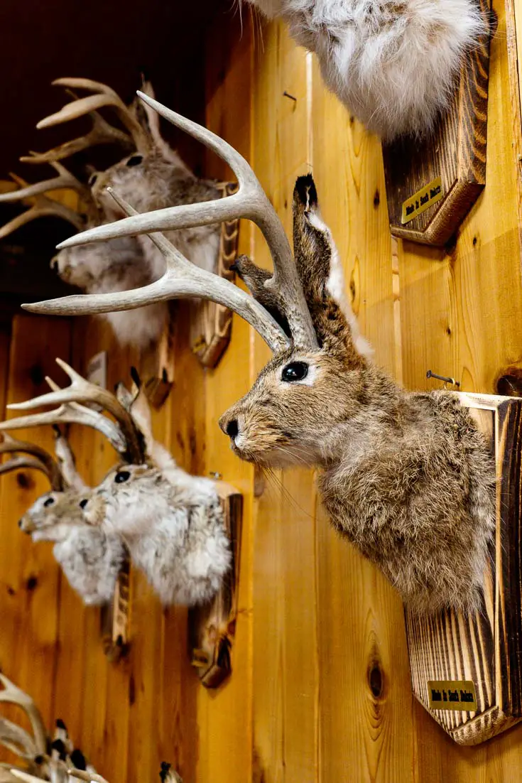 Jackrabbits with deer antlers mounted on wall