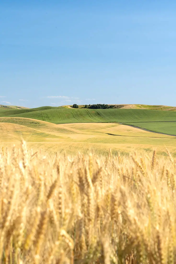 Rolling hillside with wheat growing in foreground and cluster of trees in the background