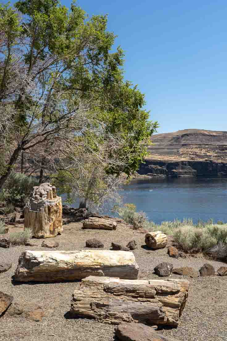Petrified logs on side of the Columbia River