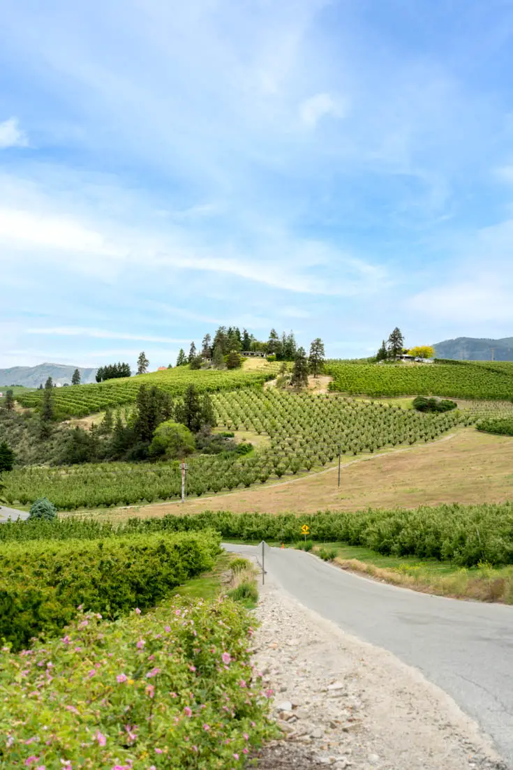 Vineyards and fruit farms extending up the side of a hill