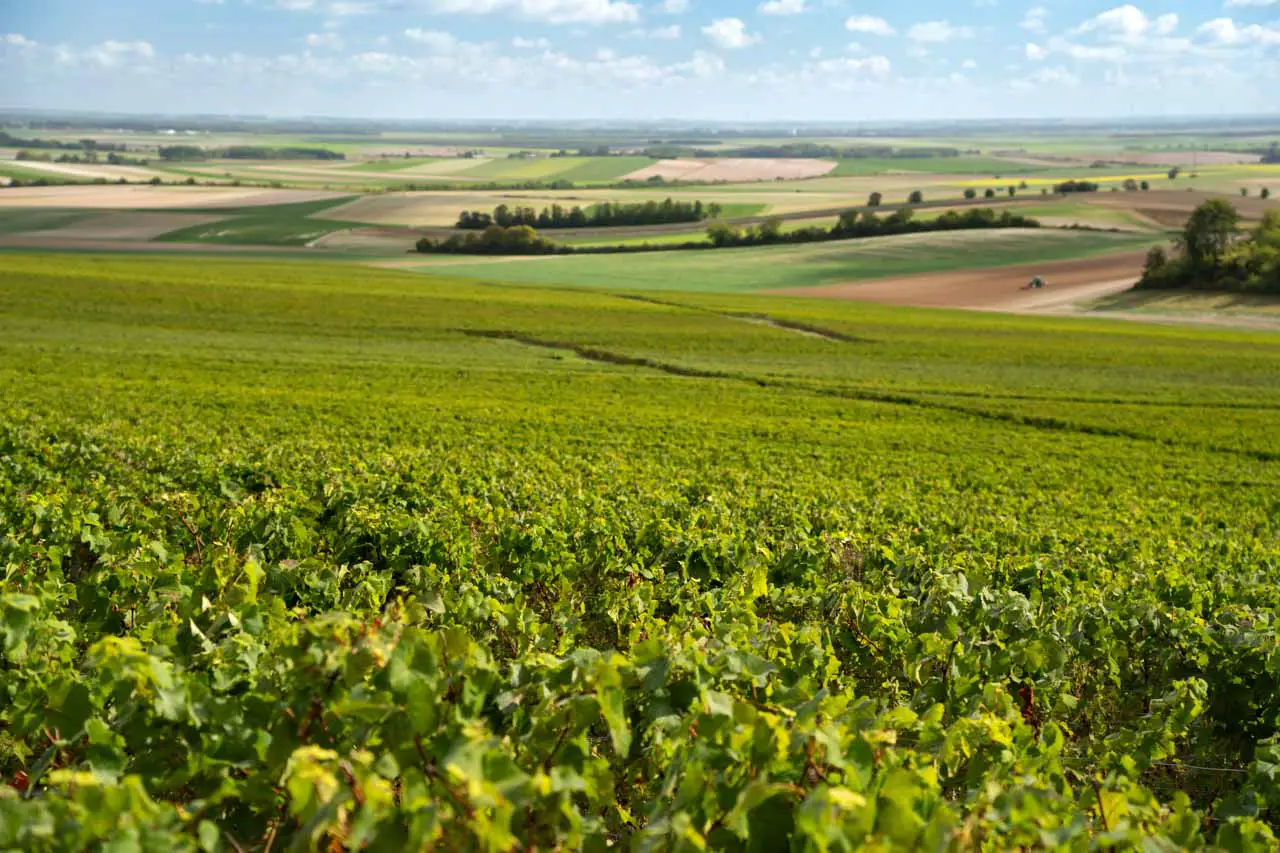 Panoramic views over vineyards and farmland to the horizon on a sunny morning