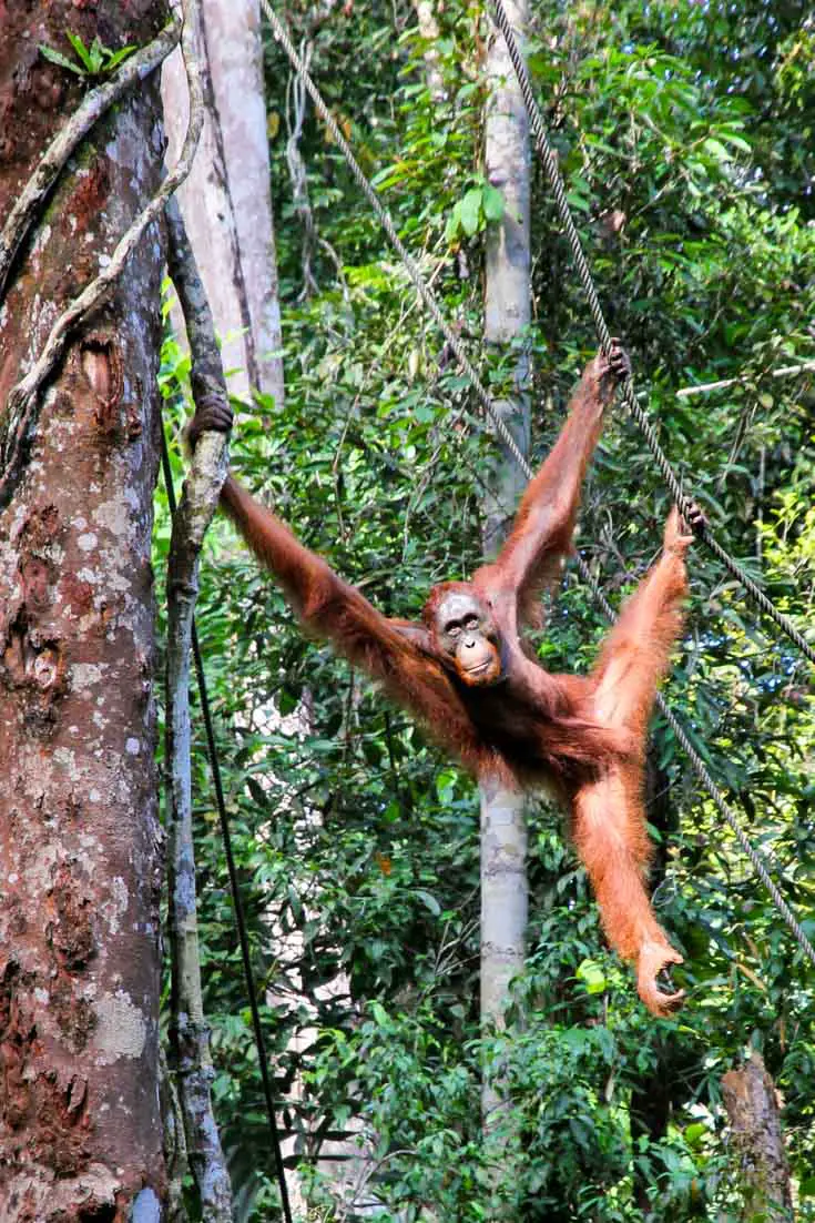 Orangutan swinging from ropes between trees in sanctuary