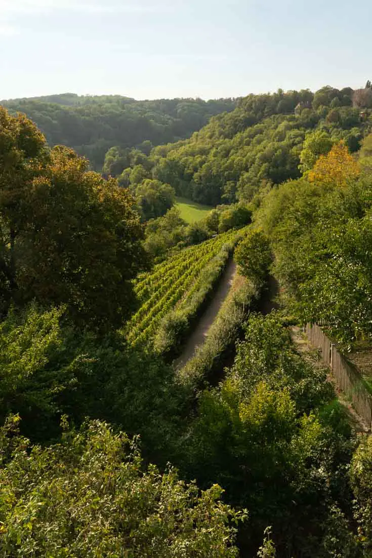 Vineyards planted on slope among forest