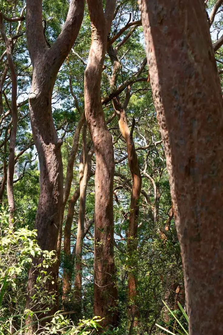 Redgum forest