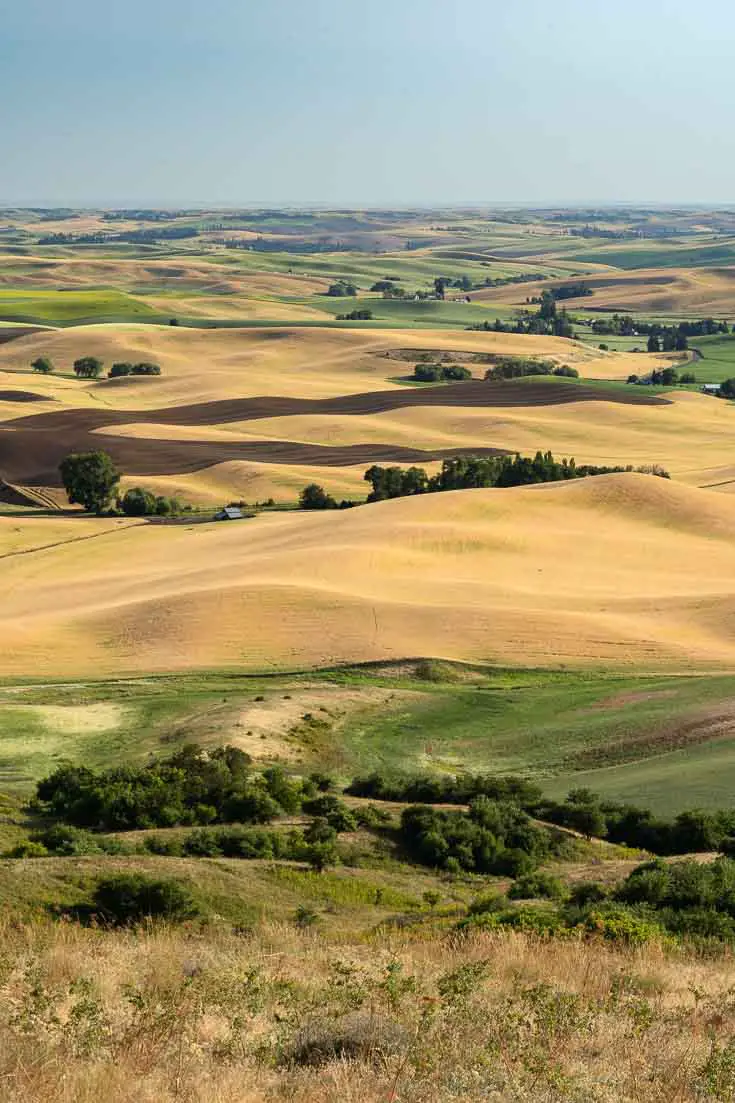 Views of arms on loess from Steptoe Butte