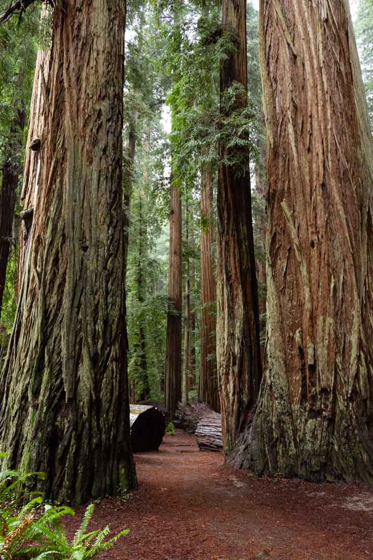 A reddish trail leading between towering, Coastal redwoods on a rainy day