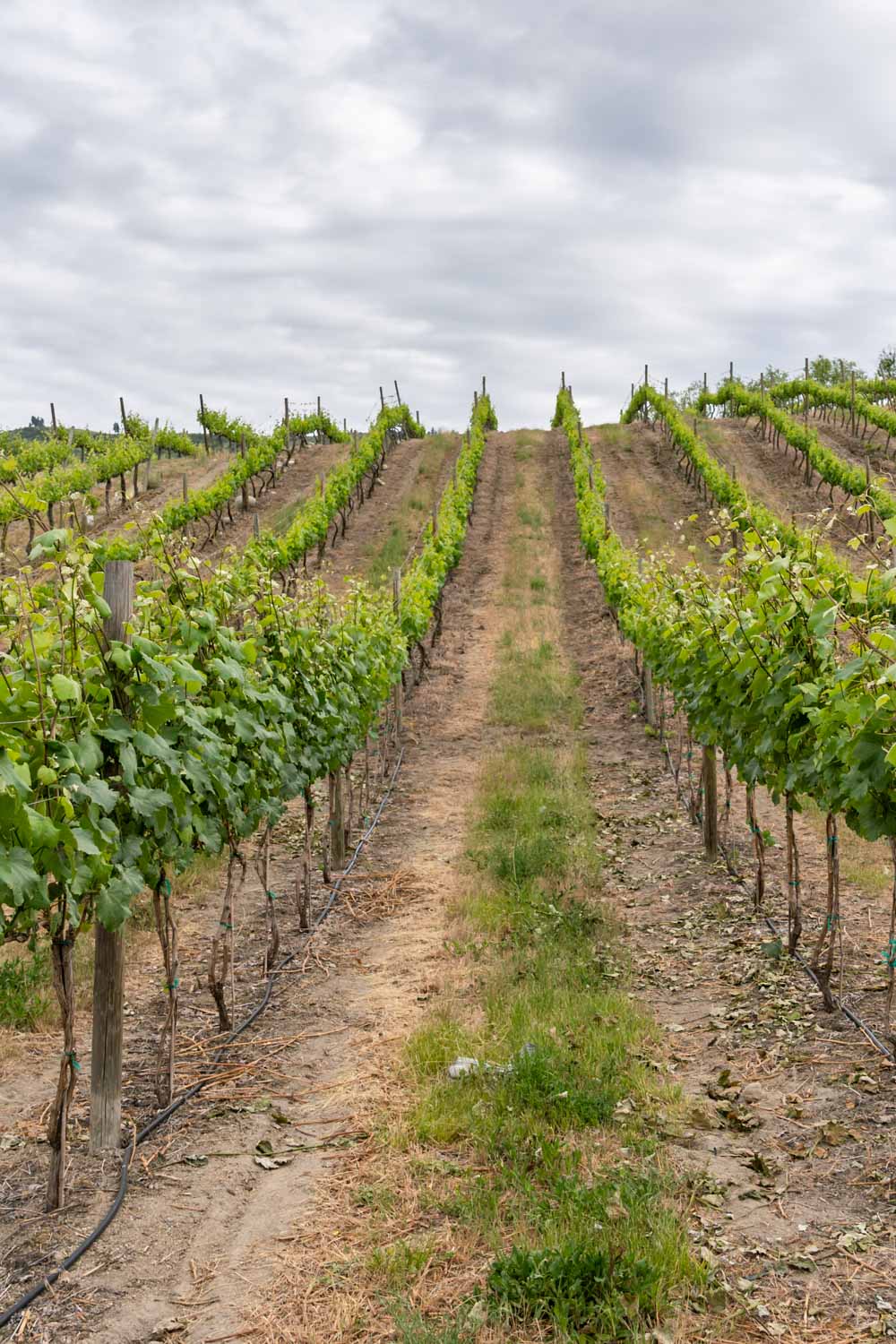 Rows of wine grape vines extending up ridgeline with grey, cloudy sky above