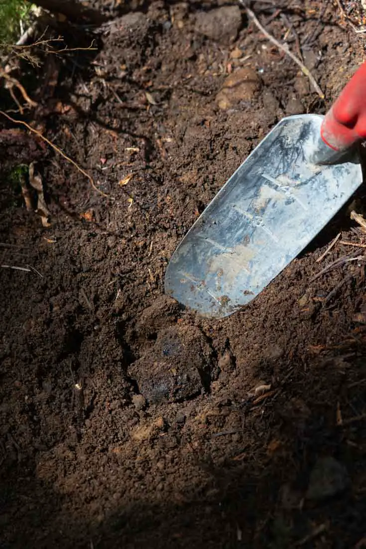 Trowel pointing at newly unearthed truffle sitting in place