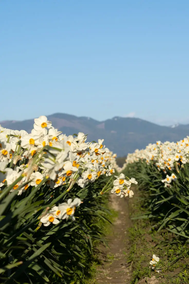 A field of daffodils with mountains in the background