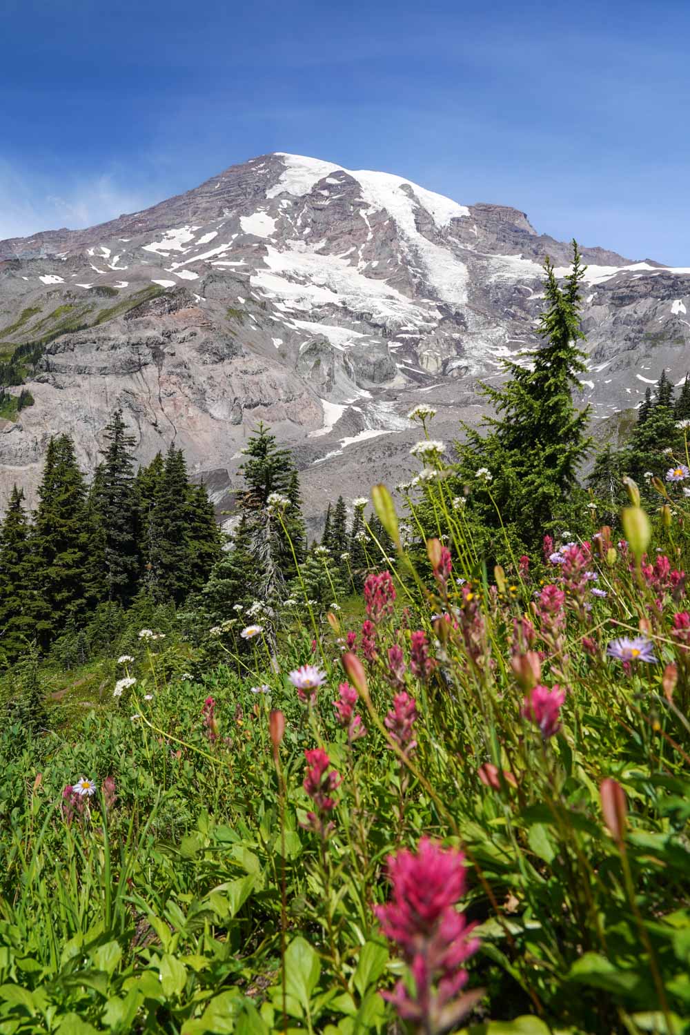Mount Rainier on a clear day with pink paintbrushes and other wildflowers in the foreground