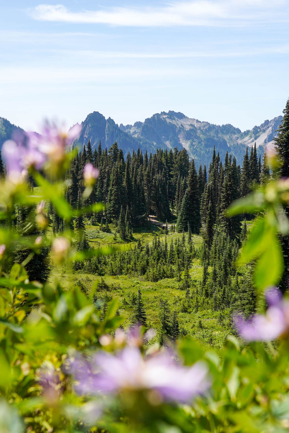 Wildflower meadows, leading up to forest and distant mountains