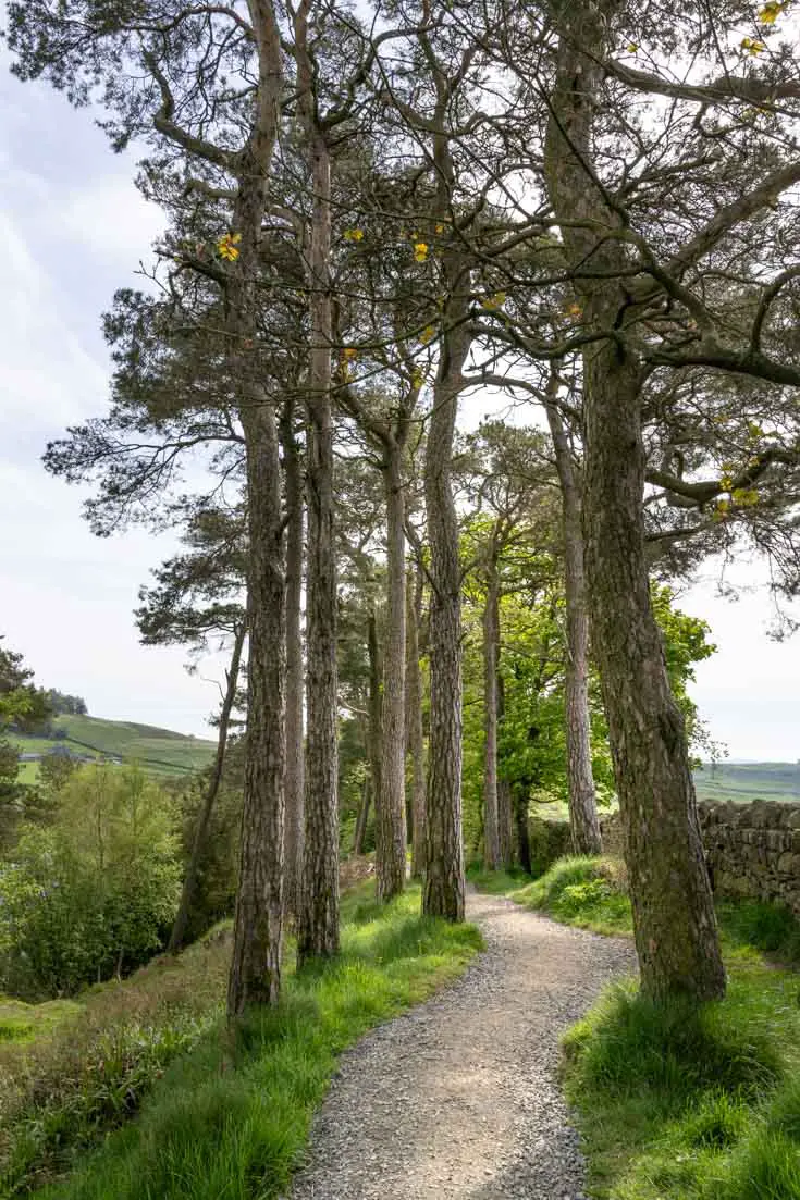 Hiking trail lined with trees and stone wall