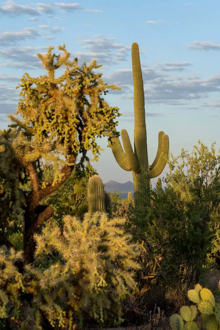 Saguaro cactus and other vegetation in the Sonoran Desert