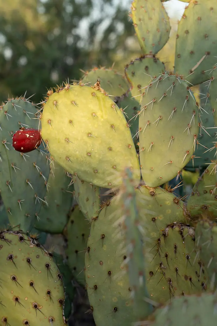 Fruiting prickly pear in the morning sun