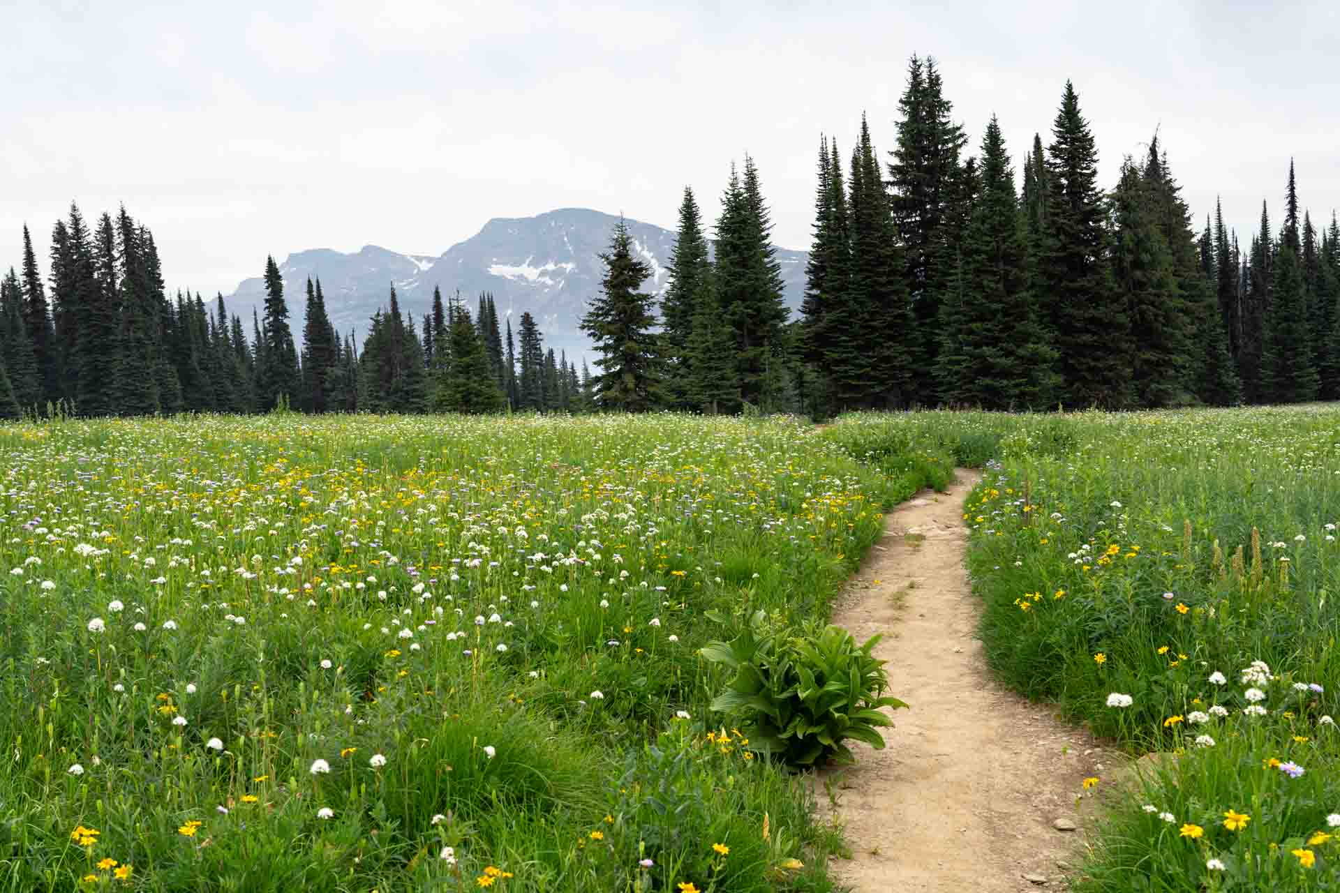 Hiking trail running through a meadow of wildflowers with evergreen trees and mountains in the background