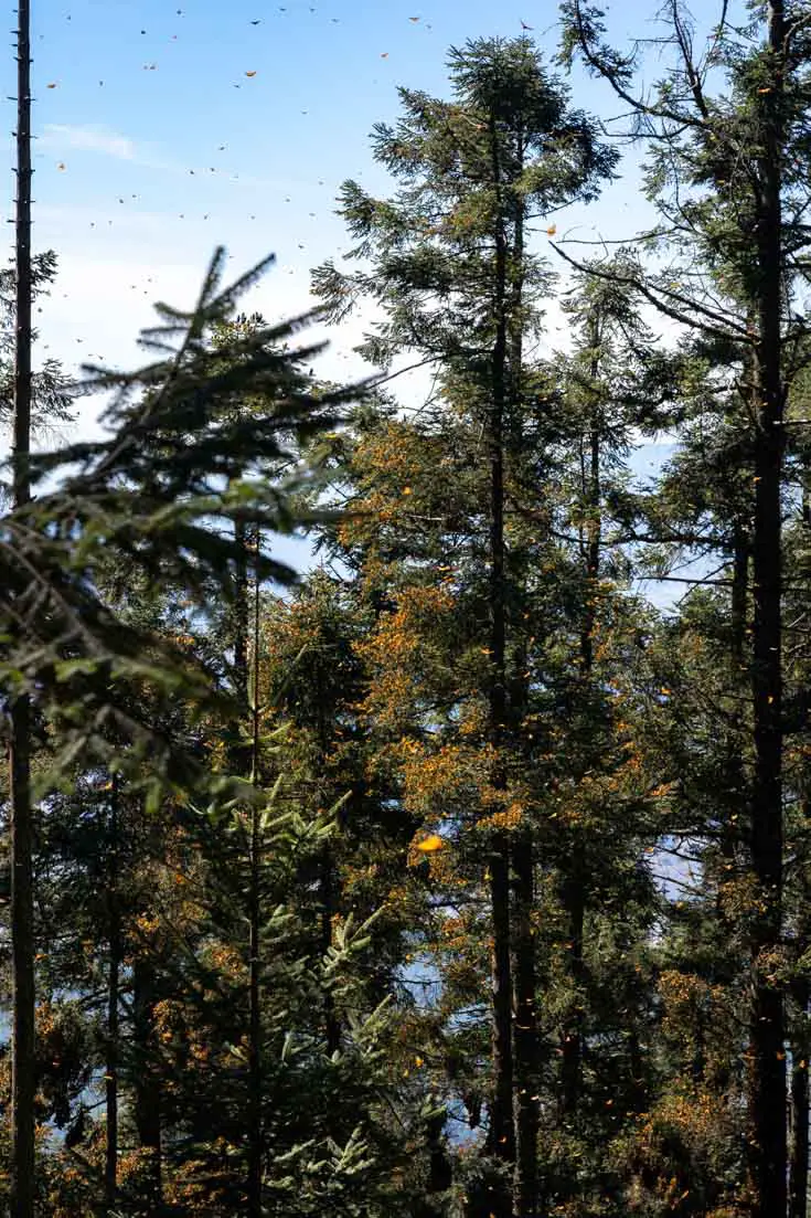 Thousands of Monarch Butterflies on trees and in the air