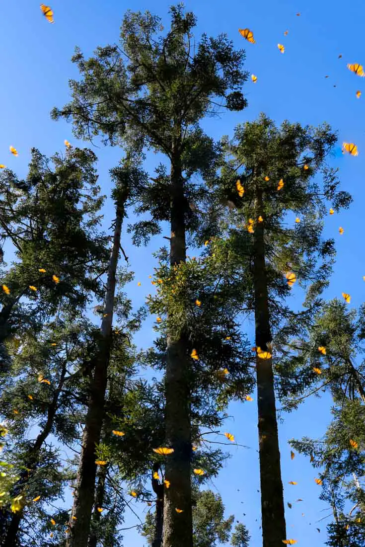 Monarch butterflies flying in the forest on a sunny day, viewed from below looking up at the treetops