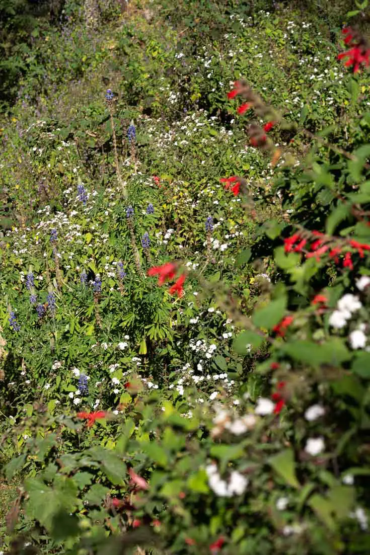 Wildflowers in red and white