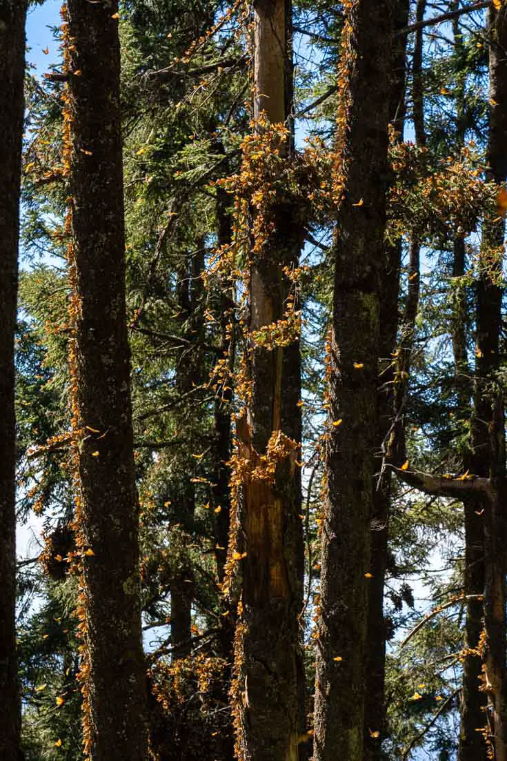 Monarch butterflies lining sunny aspect of trees in a forest