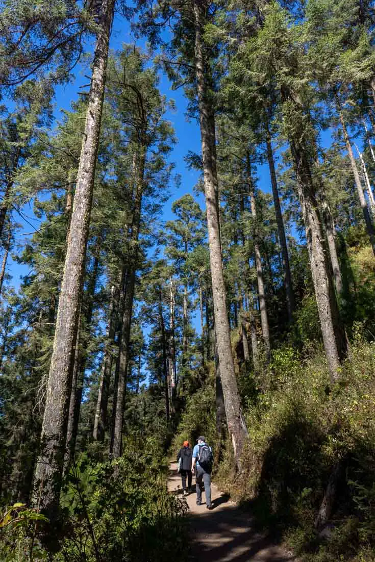 People hiking up mountain trail among towering fir trees