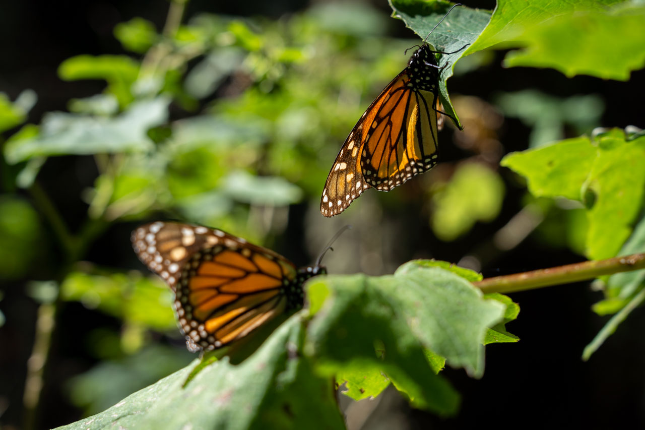 Monarch butterflies warming themselves on a bushes in the sun