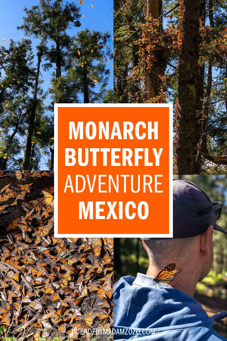 Images of Monarch butterflies in the trees, drinking from puddles and on people. Title reads "Monarch Butterfly Adventure Mexico"