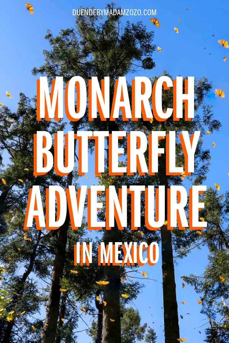 Image of thousands of orange butterflies flying against blue sky and tree tops, with title "Monarch Butterfly Adventure in Mexico"