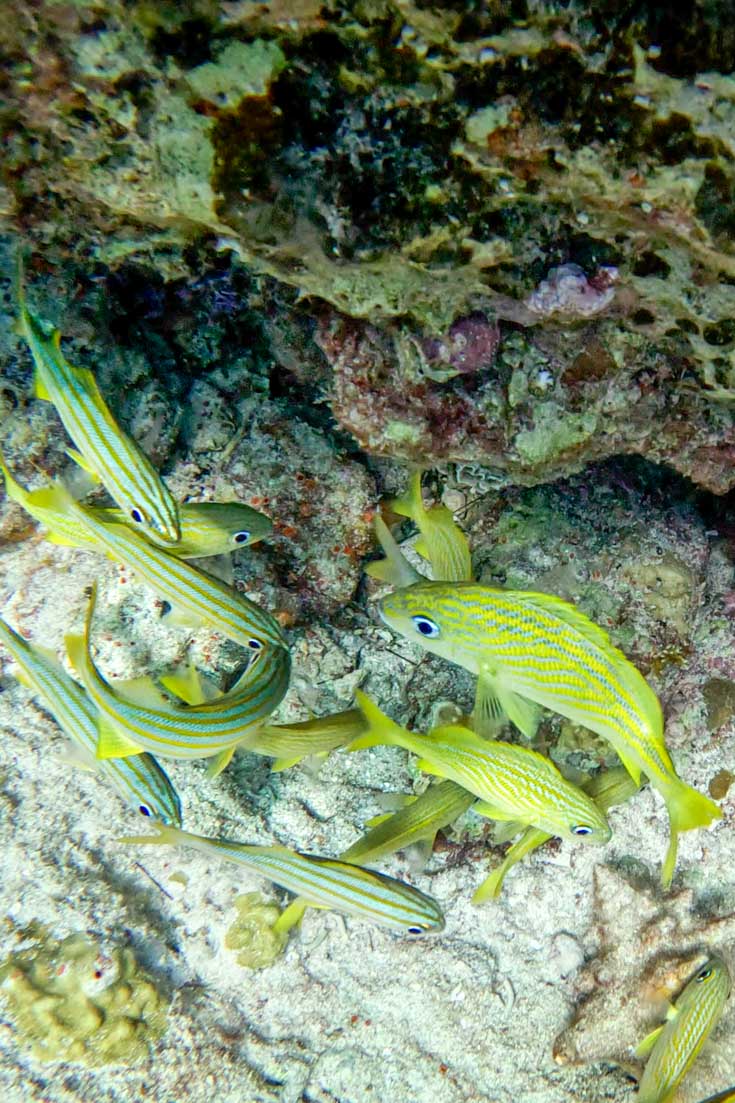 Acid yellow tropical fish in a coral reef