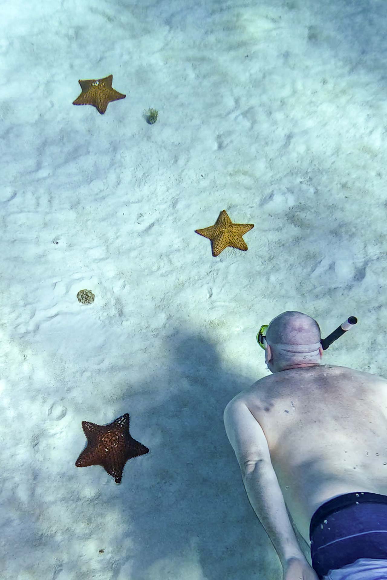 Man snorkelling along sandy bottom studded with golden starfish