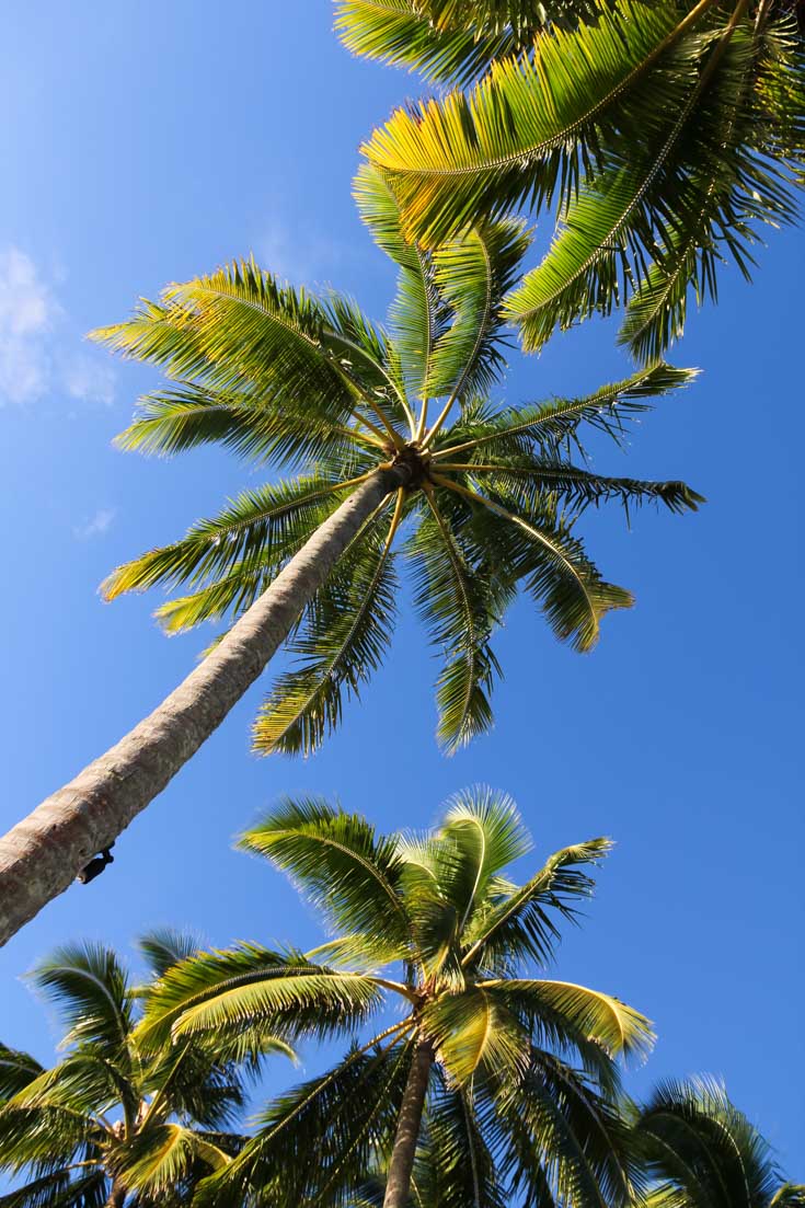 Photo of tall palm trees agains blue sky