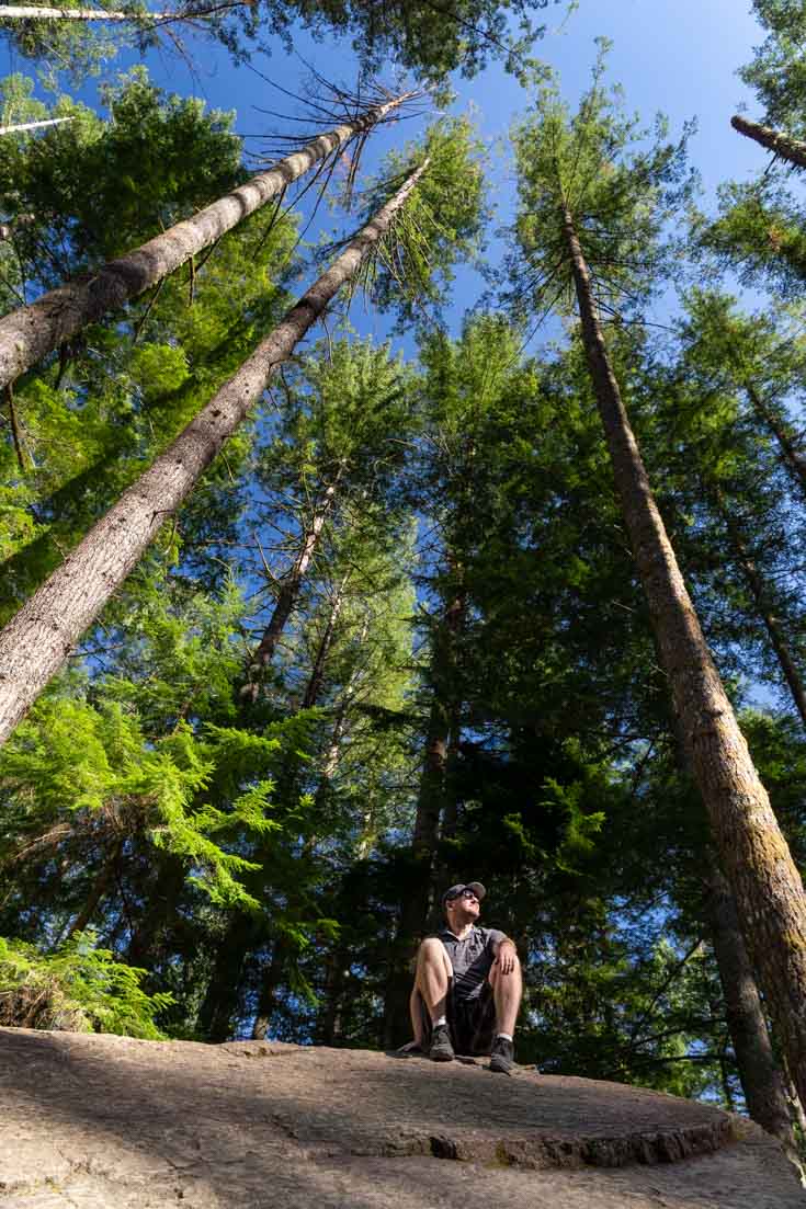 Man sitting on large boulder, looking up to tall evergreen trees against blue sky
